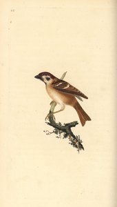 Moineau friquet, Passer montanus. Gravure à la main en cuivre dessinée et gravée par Edward Donovan de son propre « Histoire naturelle des oiseaux britanniques », Londres