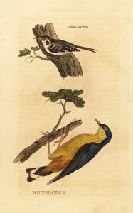 Grimpereau des bois, Certhia familiaris, et sittelle torchepot, Sitta europaea