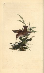 Troglodyte mignon, Troglodytes troglodytes - Edward Donovan