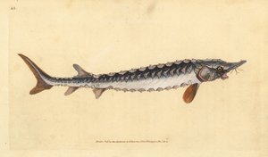 Esturgeon européen ou commun. Gravure à la main par Edward Donovan de son Histoire naturelle des poissons britanniques