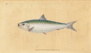 Sardine européenne, Sardina pilchardus