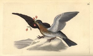 Grive litorne, Turdus pilaris - Edward Donovan