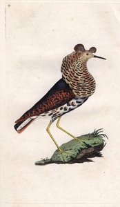 Combattant varié. Philomachus pugnax. Gravure sur cuivre par Edward Donovan, publiée dans Histoire naturelle des oiseaux britanniques, Londres