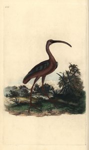 Ibis falcinelle, Plegadis falcinellus - Edward Donovan