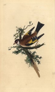 Chardonneret élégant, Carduelis carduelis. Gravure à la main en cuivre dessinée et gravée par Edward Donovan de son propre "Histoire naturelle des oiseaux britanniques," Londres