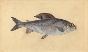 Ombre, Thymallus thymallus - Edward Donovan