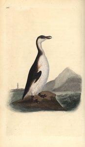 Grand pingouin, Pinguinus impennis, chassé jusqu