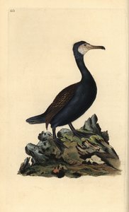 Grand cormoran, Phalacrocorax carbo. Gravure à la main en cuivre dessinée et gravée par Edward Donovan de son Histoire naturelle des oiseaux britanniques (1794-1819). Edward Donovan (1768-1837) était un zoologiste amateur anglo-irlandais, écrivain, artiste