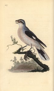 Pie-grièche grise (femelle), Lanius excubitor. Gravure à la main en cuivre dessinée et gravée par Edward Donovan de son propre "Histoire naturelle des oiseaux britanniques," Londres