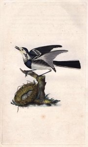 Bergeronnette grise. Gravure sur cuivre par Edward Donovan, publiée dans Histoire naturelle des oiseaux britanniques