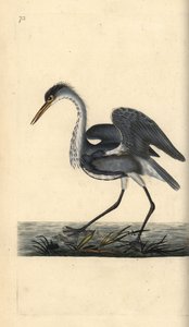 Héron cendré. Ardea cinerea. Gravure à la main par Edward Donovan de son "Histoire naturelle des oiseaux britanniques"