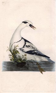 Harle piette, Mergus albellus
