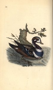 Arlequin plongeur, Histrionicus histrionicus - Edward Donovan