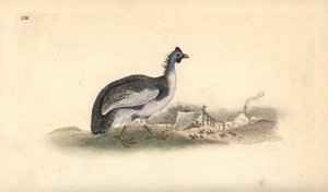 Pintade casquée, Numida meleagris