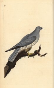 Busard Saint-Martin. Gravure à la main par Edward Donovan de son Histoire naturelle des oiseaux britanniques