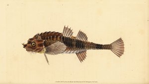 Agone, Agonus cataphractus (Pogge ou chabot armé, Cottus cataphractus). Gravure à la main en cuivre dessinée et gravée par Edward Donovan de son Histoire naturelle des poissons britanniques, Donovan et F.C. et J. Rivington, Londres