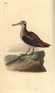 Bécassine sourde, Lymnocryptes minimus