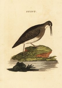 Bécasseau minuscule, Calidris minutilla