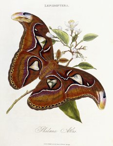 Lépidoptères : Phaloena Atlas, 1798-1799 - Edward Donovan