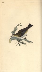 Fauvette babillarde, Sylvia curruca. Gravure à la main en cuivre dessinée et gravée par Edward Donovan de son propre « Histoire naturelle des oiseaux britanniques », Londres