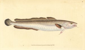 Lingue, Molva molva. Gravure à la main en cuivre dessinée et gravée par Edward Donovan de son Histoire naturelle des poissons britanniques, Donovan et F.C. et J. Rivington, Londres