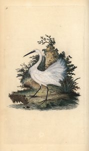 Aigrette garzette. Gravure à la main par Edward Donovan de son Histoire naturelle des oiseaux britanniques - Edward Donovan