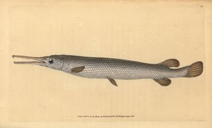 Lépisosté osseux, Lepisosteus osseus - Edward Donovan