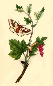 Magpie ou Phalène du groseillier : Phalaena grossulariata