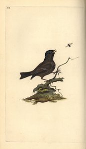 Mésange nonnette, Poecile palustris. Gravure à la main en cuivre dessinée et gravée par Edward Donovan de son propre Histoire naturelle des oiseaux britanniques, Londres - Edward Donovan