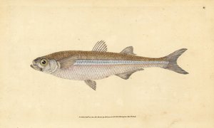 Athérine, Atherina hepsetus. Gravure à la main en cuivre dessinée et gravée par Edward Donovan de son Histoire naturelle des poissons britanniques, Donovan et F.C. et J. Rivington, Londres