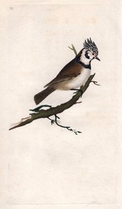 Mésange huppée. Lopophanes cristatus cristatus (Parus cristatus). Gravure sur cuivre publiée dans Histoire naturelle des oiseaux britanniques, Londres