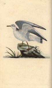Goéland cendré, Larus canus