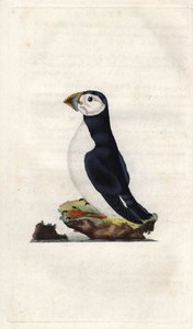 Macareux moine. Gravure sur cuivre par Edward Donovan, publiée dans Histoire naturelle des oiseaux britanniques