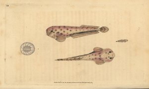 Escargot de mer de Montagua, Liparis montagui. Gravure à la main en cuivre dessinée et gravée par Edward Donovan de son Histoire naturelle des poissons britanniques, Donovan et F.C. et J. Rivington, Londres