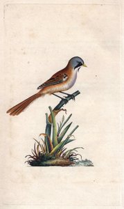 Mésange à moustaches. Gravure sur cuivre par Edward Donovan, publiée dans Histoire naturelle des oiseaux britanniques - Edward Donovan
