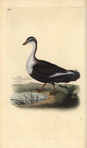 Canard musqué (variante), Cairina moschata. Gravure à la main en cuivre dessinée et gravée par Edward Donovan de son Histoire naturelle des oiseaux britanniques, Londres - Edward Donovan