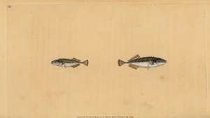 Épinoche à neuf épines, Pungitius pungitius. Gravure à la main par Edward Donovan de son Histoire naturelle des poissons britanniques