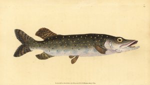 Brochet, Esox lucius