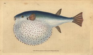 Poisson-globe océanique, Lagocephalus lagocephalus. Gravure à la main en cuivre colorée par Edward Donovan - Edward Donovan