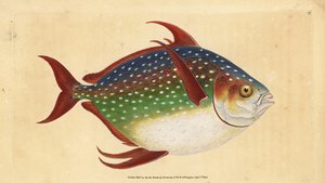 Opah ou poisson roi, Lampris guttatus. Gravure à la main par Edward Donovan de son Histoire naturelle des poissons britanniques - Edward Donovan