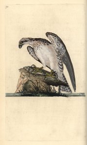 Balbuzard pêcheur, Pandion haliaetus, debout sur un poisson attrapé. Gravure à la main en cuivre dessinée et gravée par Edward Donovan de son propre Histoire naturelle des oiseaux britanniques, Londres