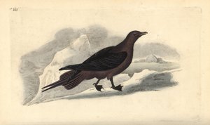 Labbe parasite, Stercorarius parasiticus - Edward Donovan