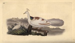 Pied de paon, Pavo cristatus, femelle avec jeunes