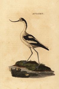 Avocette élégante, Recurvirostra avosetta