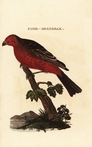 Durbec des sapins, Pinicola enucleator