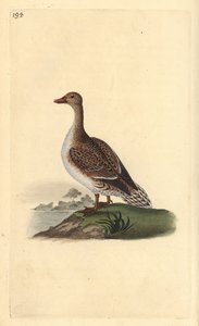 Canard pilet, Anas acuta, femelle - Edward Donovan