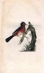 Fauvette pitchou. Sylvia undata (Sylvia dartfordiensis). Gravure sur cuivre publiée dans Histoire naturelle des oiseaux britanniques, Londres