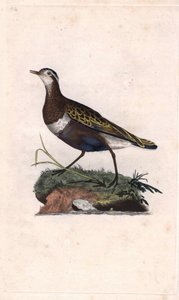 Pluvier. Eudromias morinellus. Gravure en cuivre par Edward Donovan (1768-1837), publiée dans Histoire naturelle des oiseaux britanniques, Londres