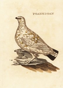 Lagopède des saules, Lagopus lagopus