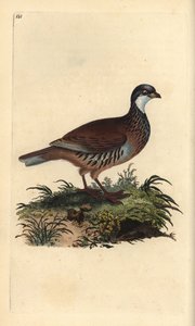 Perdrix rouge, Alectoris rufa